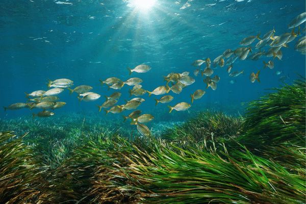 海の中を自由に泳ぐ魚たち